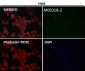 Anti-PI3 Kinase p85 alpha Rabbit Monoclonal Antibody